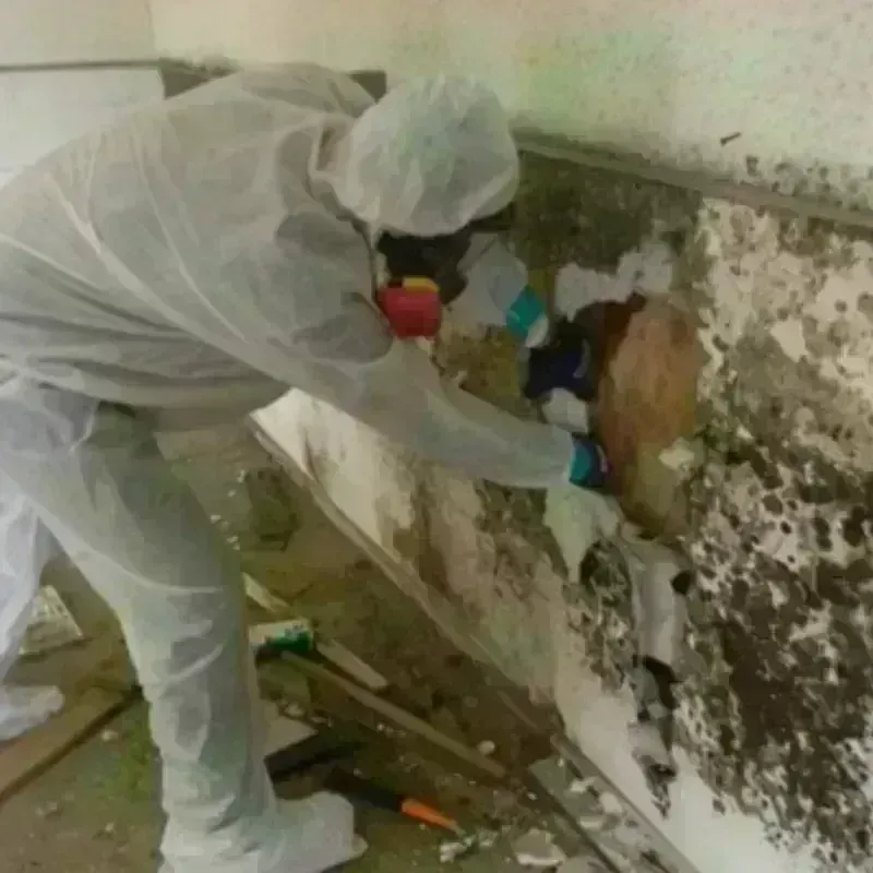 Mold Remediation and Removal in North York, PA